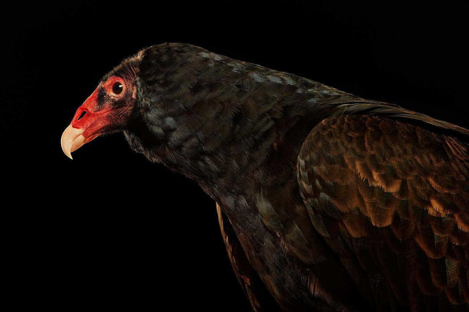 Chris Gordaneer Color Photograph - Birds of Prey - Turkey Vulture No. 9