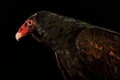 Birds of Prey - Turkey Vulture No. 9