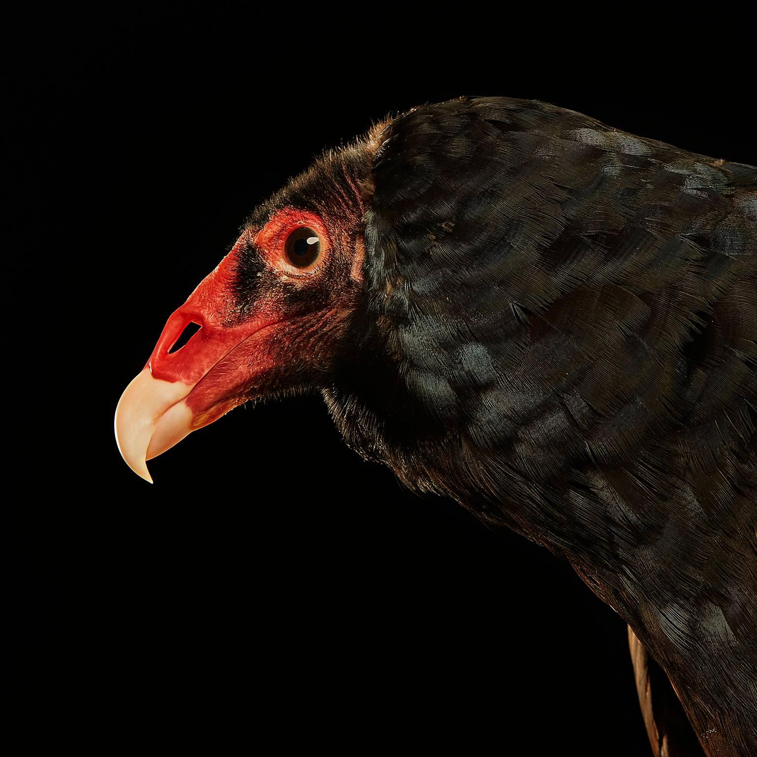 Birds of Prey - Turkey Vulture No. 9 - Photograph by Chris Gordaneer