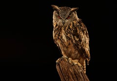 Birds of Prey - Eurasian Eagle Owl No. 12