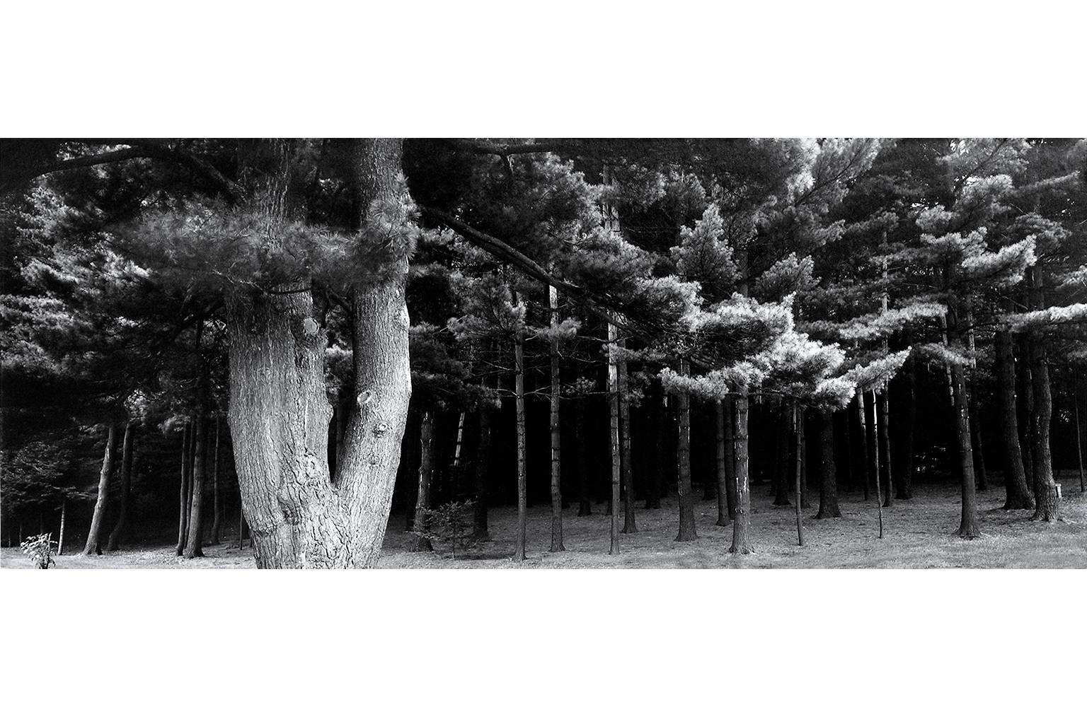 Douglas Busch Black and White Photograph - Black Forest