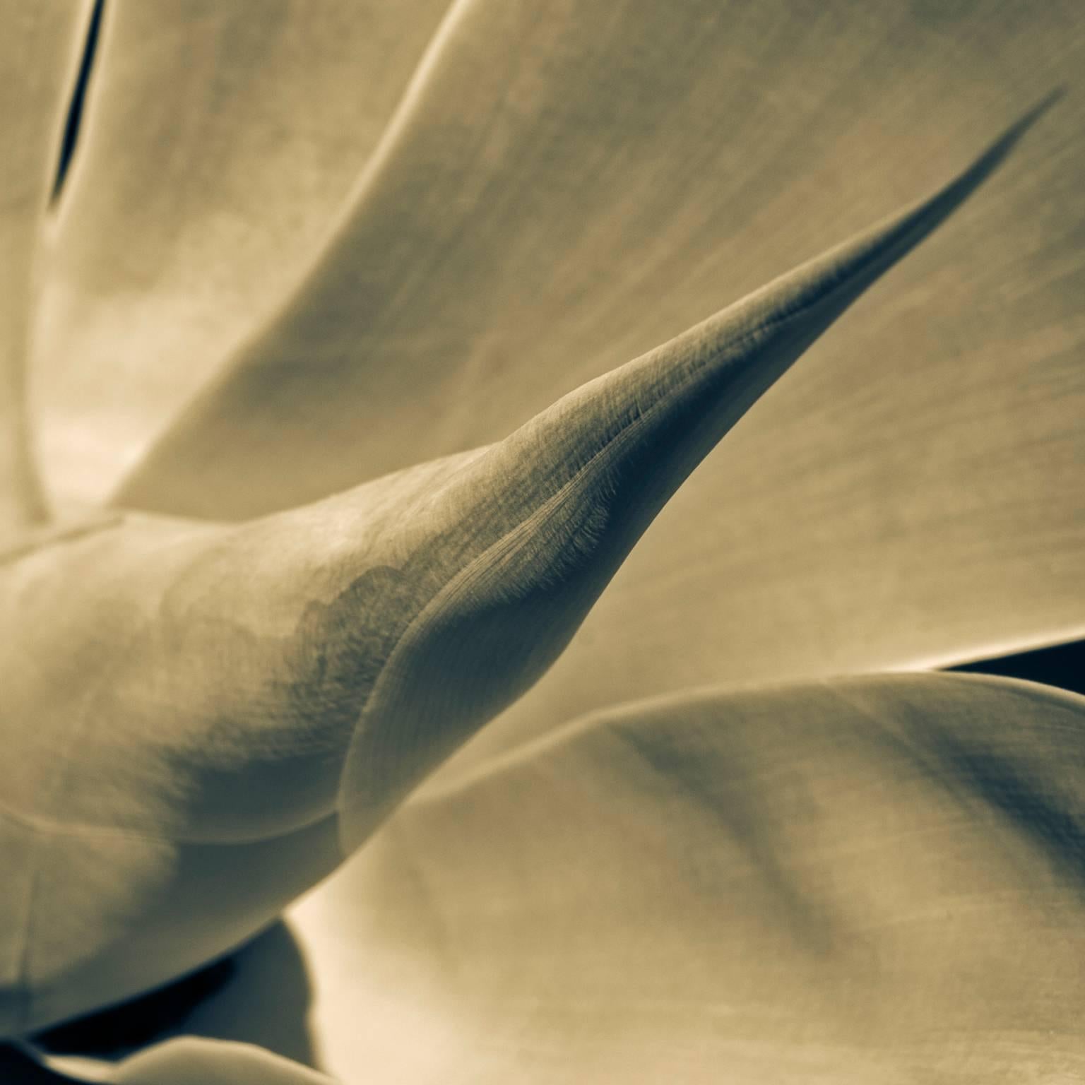 Yucca, Version 3, Taormina - Gray Black and White Photograph by Massimo Di Lorenzo
