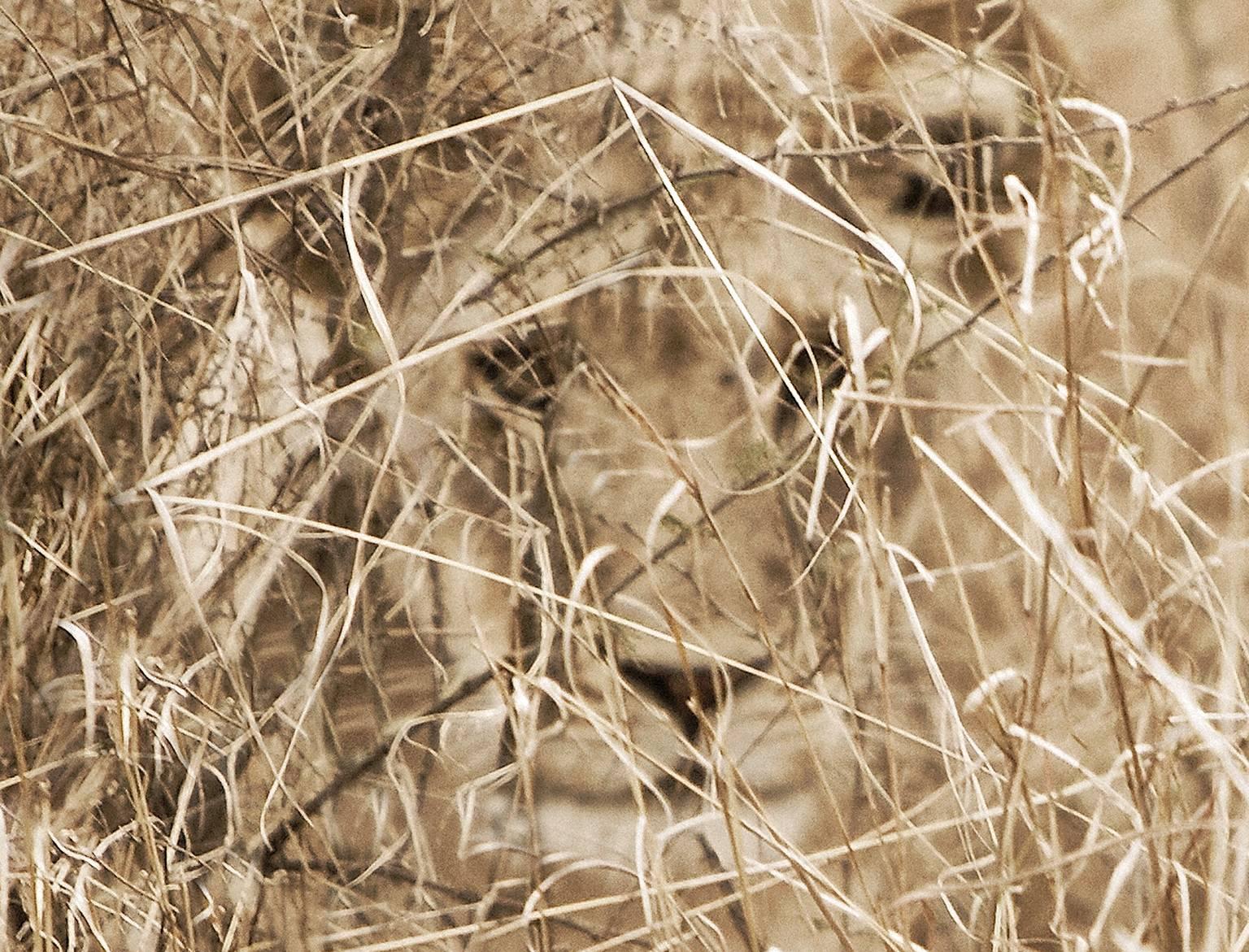 Lion in Grass - Photograph by Chris Gordaneer