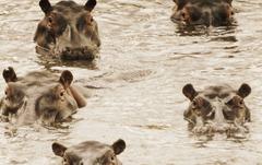 Africa Hippos