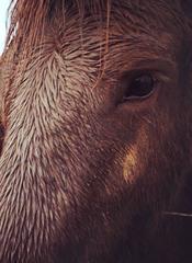 Iceland, Horses I
