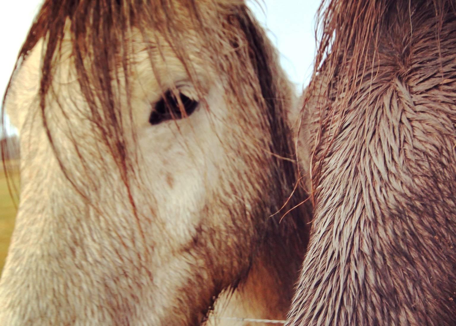 Iceland, Horses I - Brown Portrait Photograph by Lindsey Anacleto