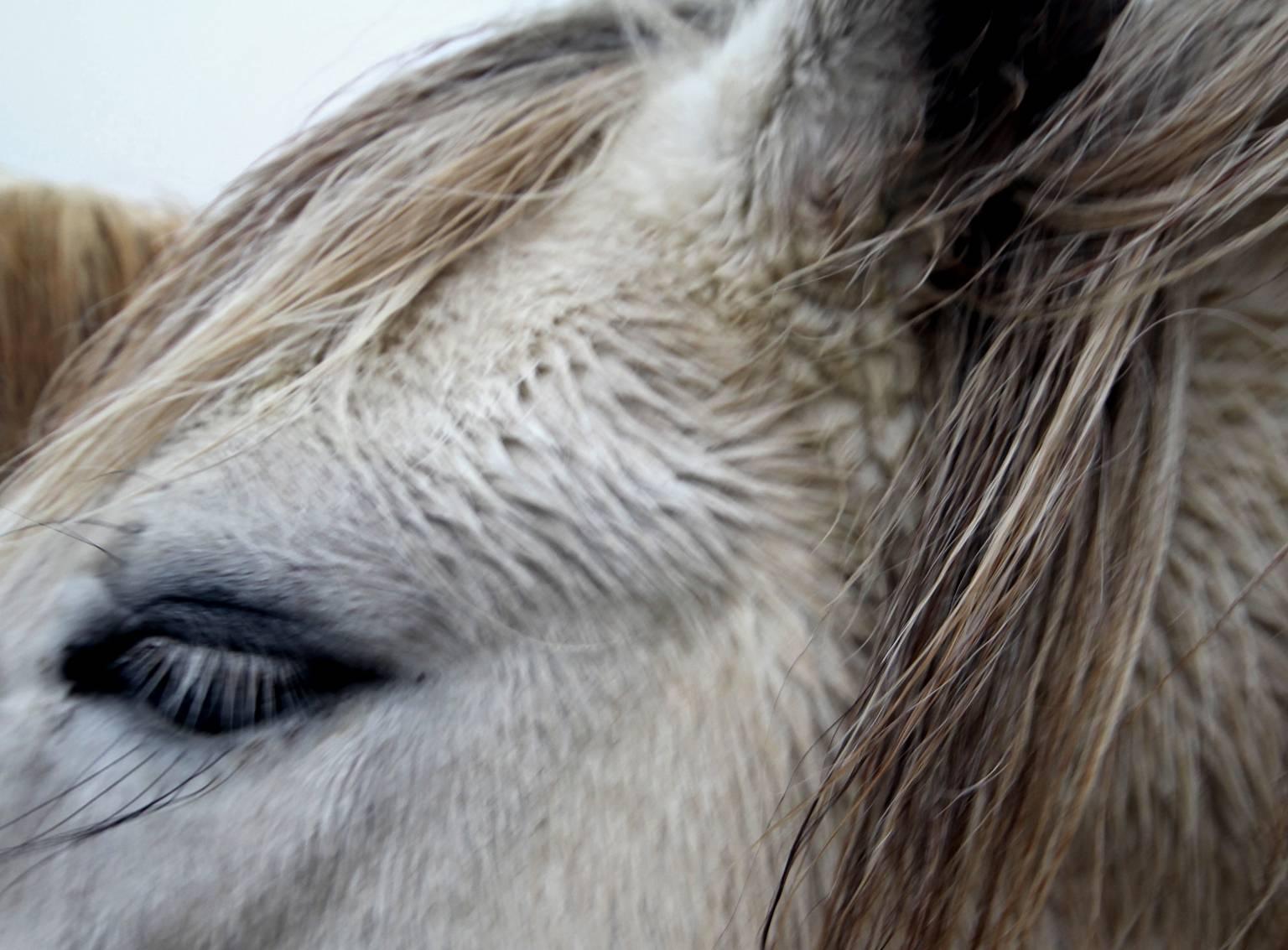 Iceland, Horse - Photograph by Lindsey Anacleto