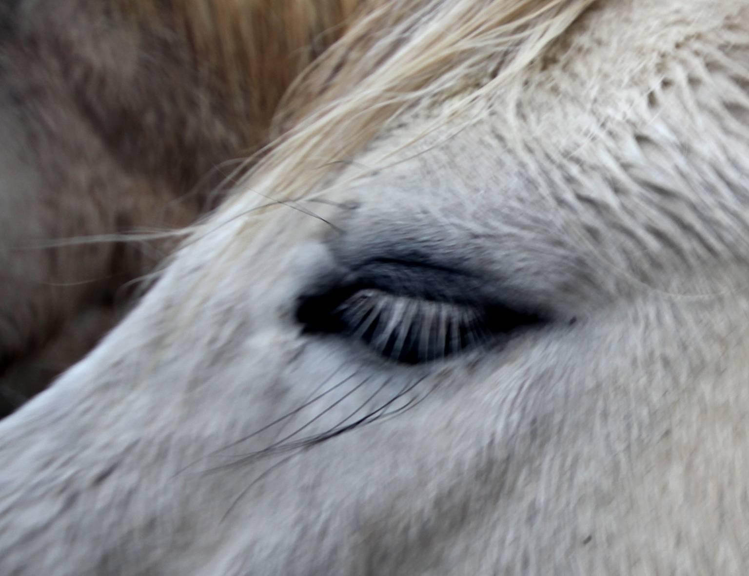 Iceland, Horse - Gray Portrait Photograph by Lindsey Anacleto