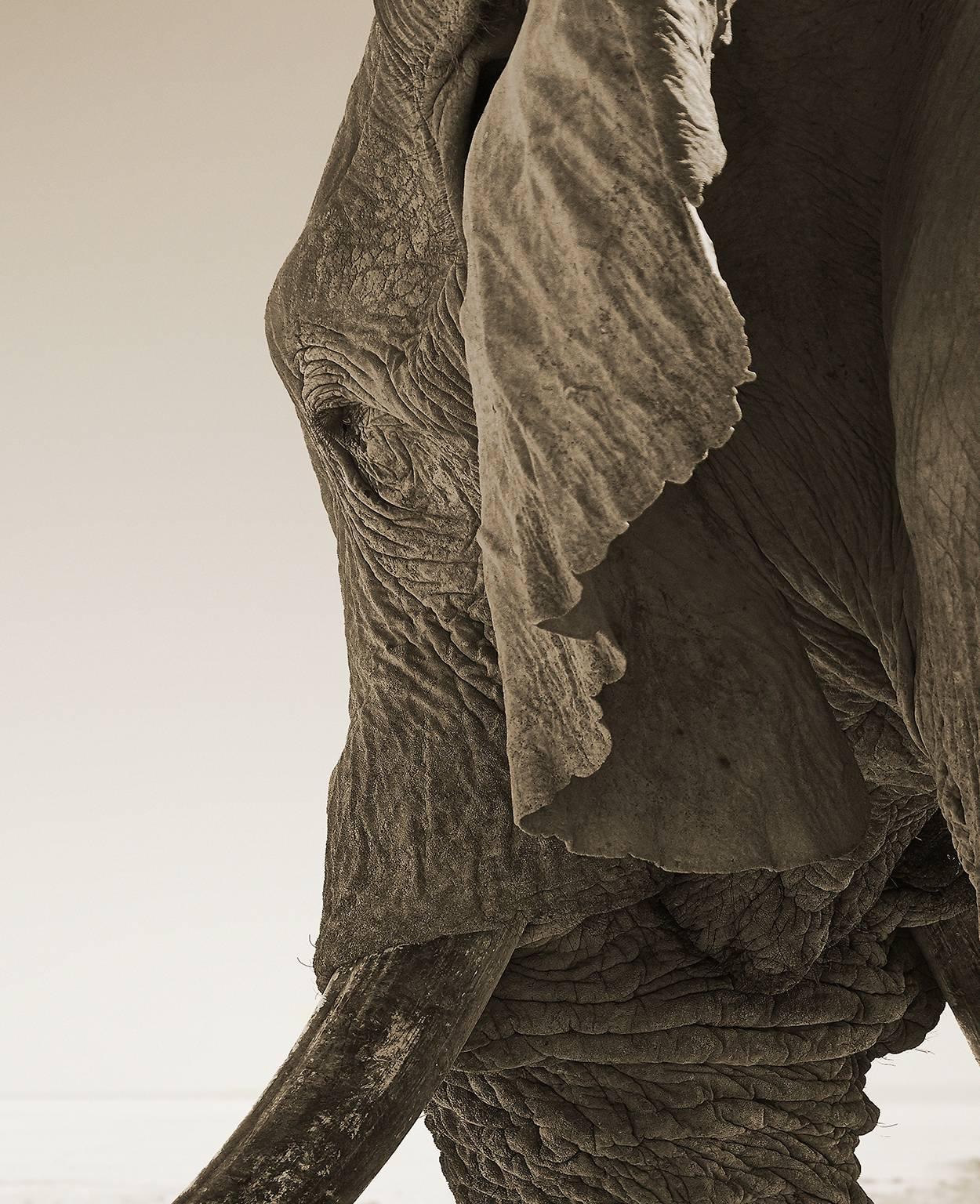 Elephant 02 - Photograph by Chris Gordaneer