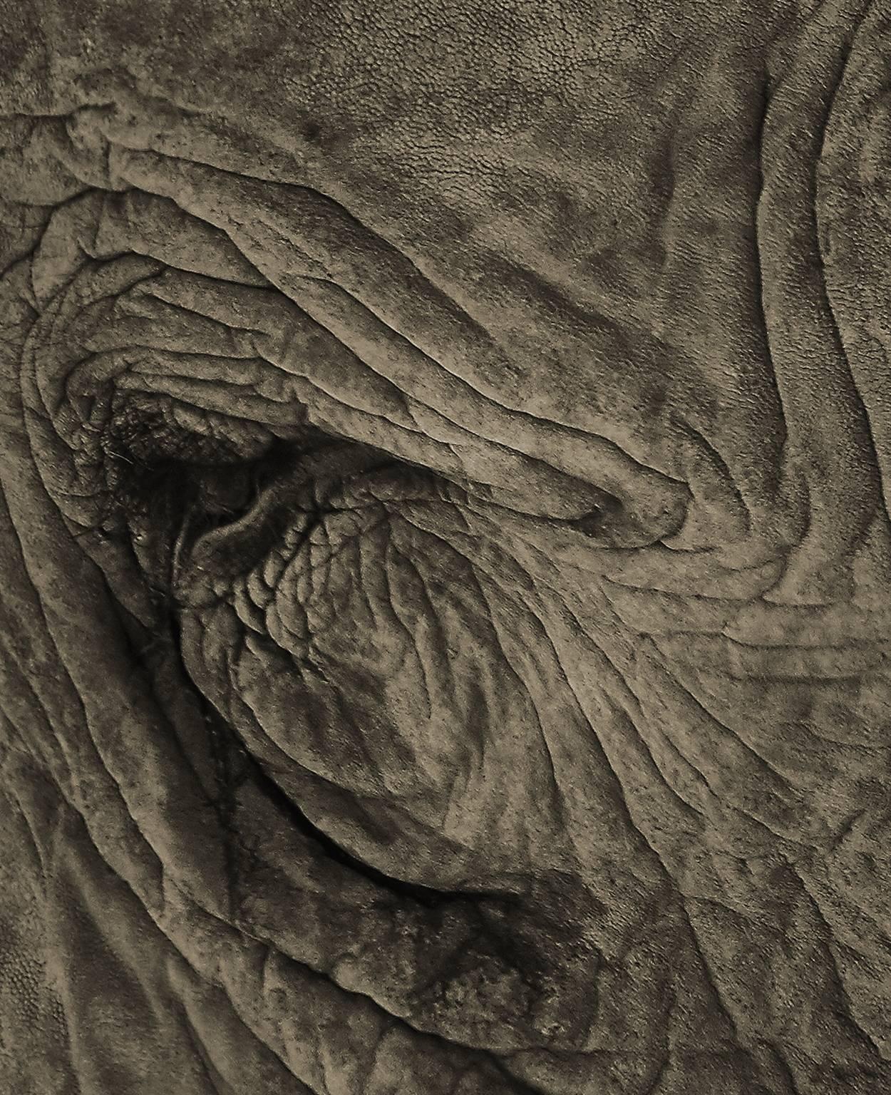Elephant 03 - Photograph by Chris Gordaneer