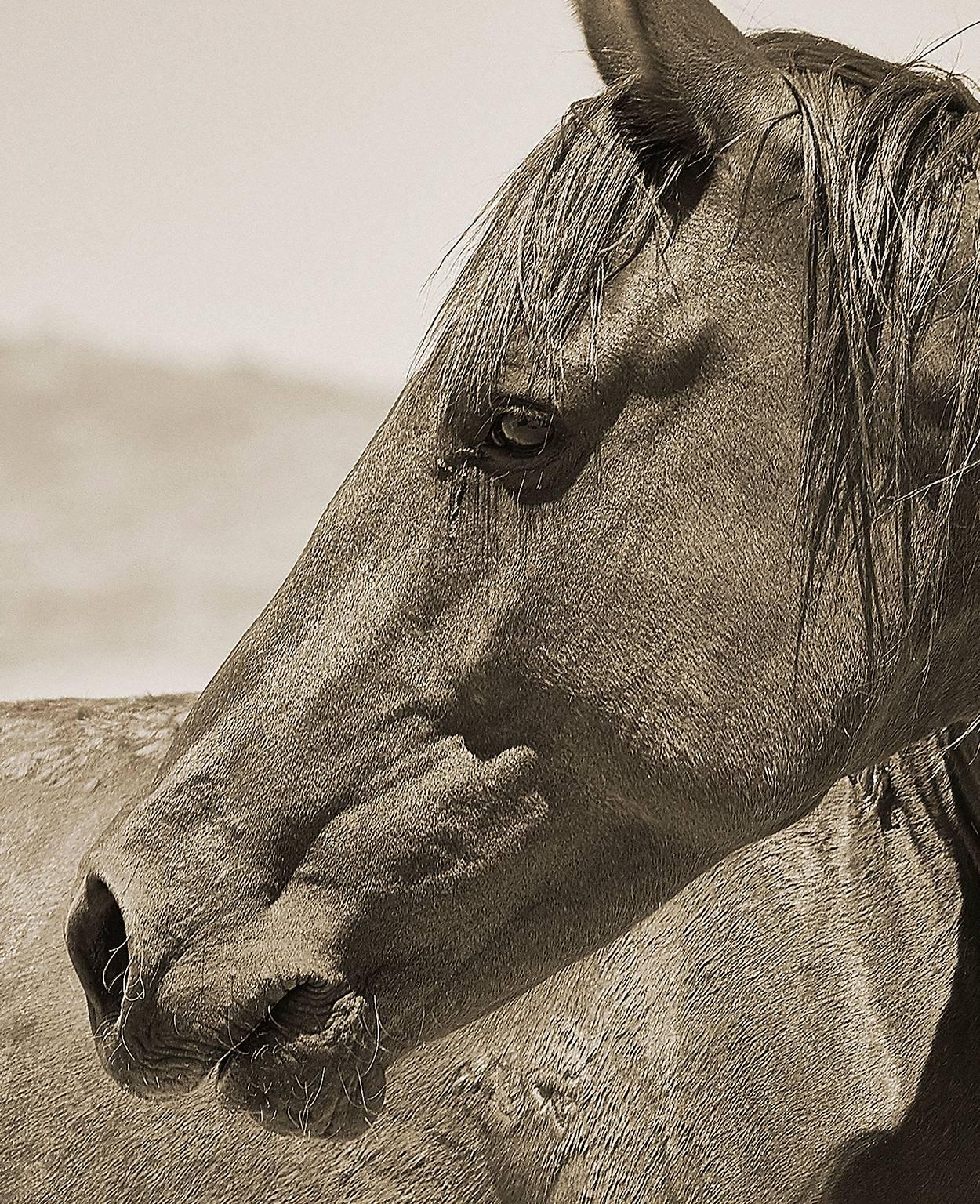 Namibian Horse No. 2 - Photograph by Chris Gordaneer
