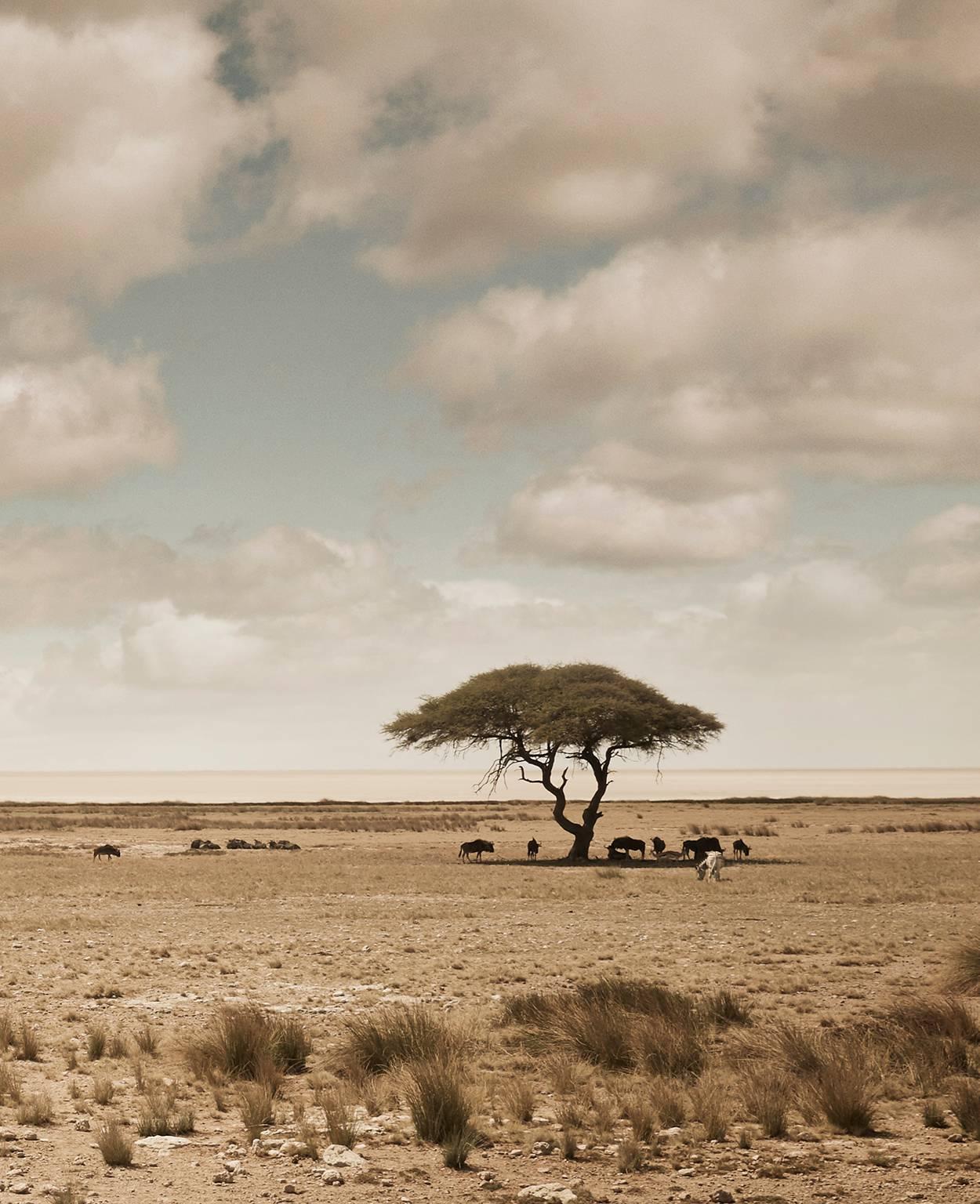 Etosha, Namibia - Photograph by Chris Gordaneer