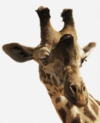 Giraffe I