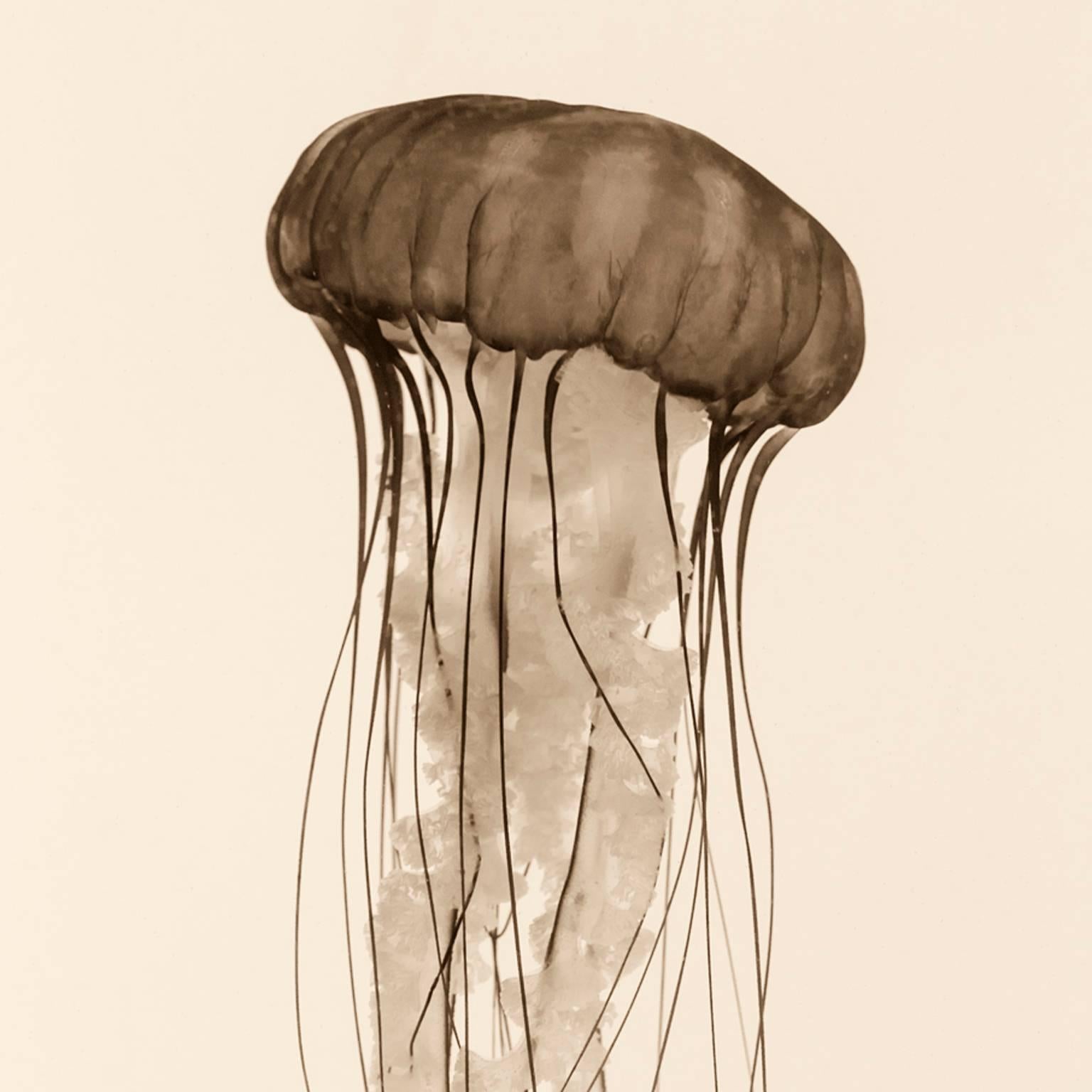 Pacific Sea Nettle - Photograph by Massimo Di Lorenzo