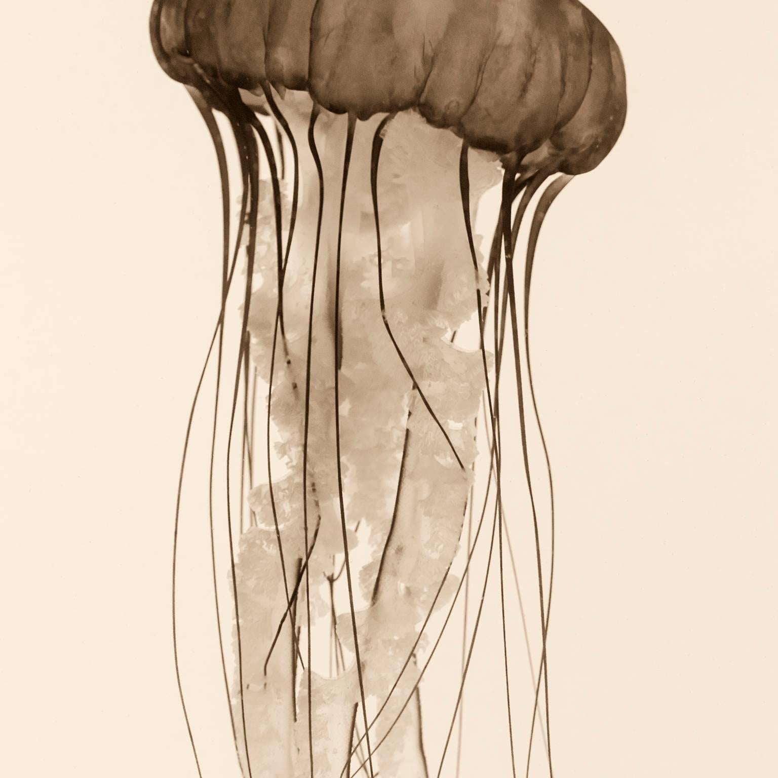 Pacific Sea Nettle - White Abstract Photograph by Massimo Di Lorenzo