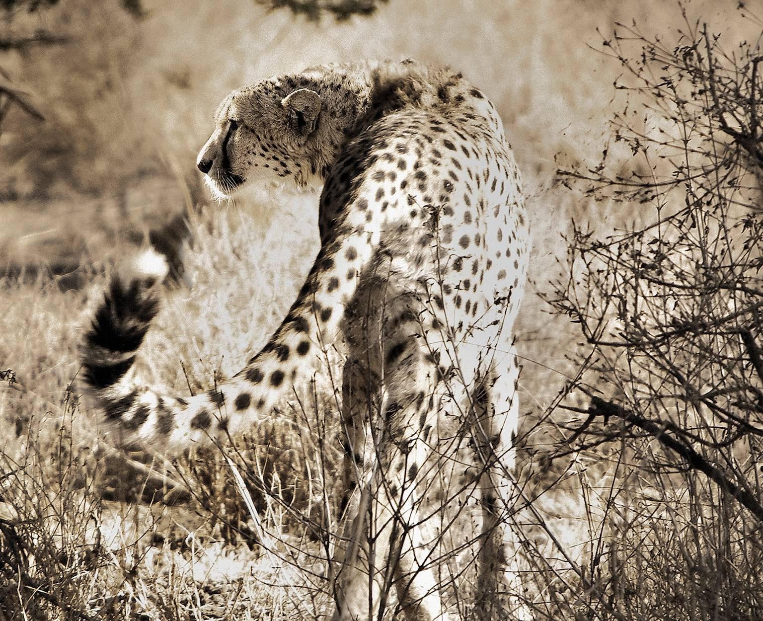 Cheetah No.1 - Photograph by Chris Gordaneer