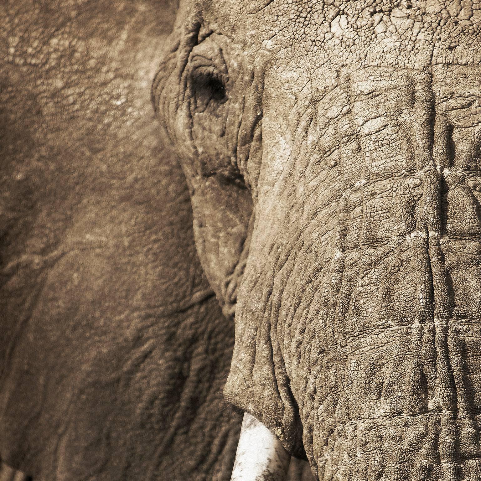 Elephant 4 - Photograph by Chris Gordaneer