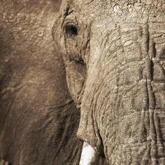 Elephant 4