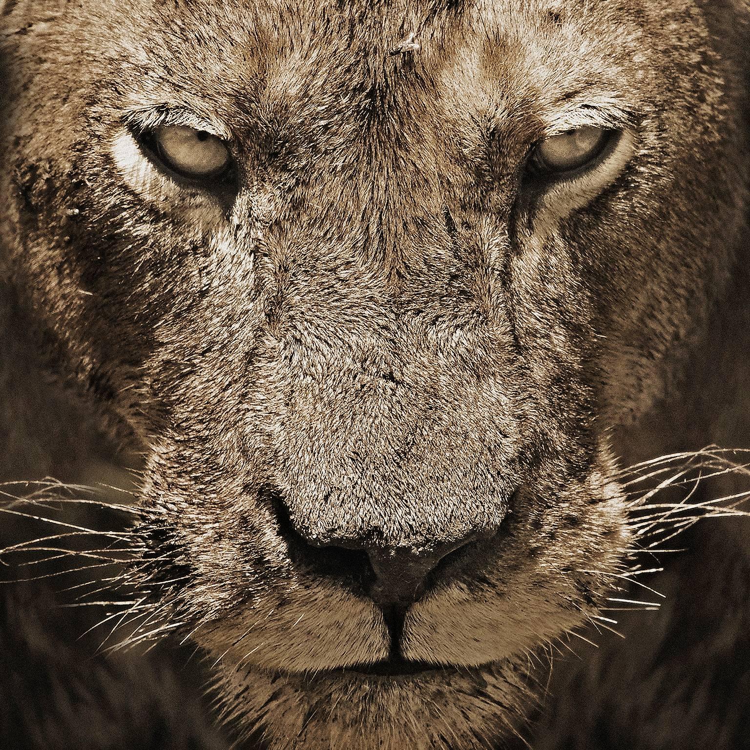Lion I - Photograph by Chris Gordaneer