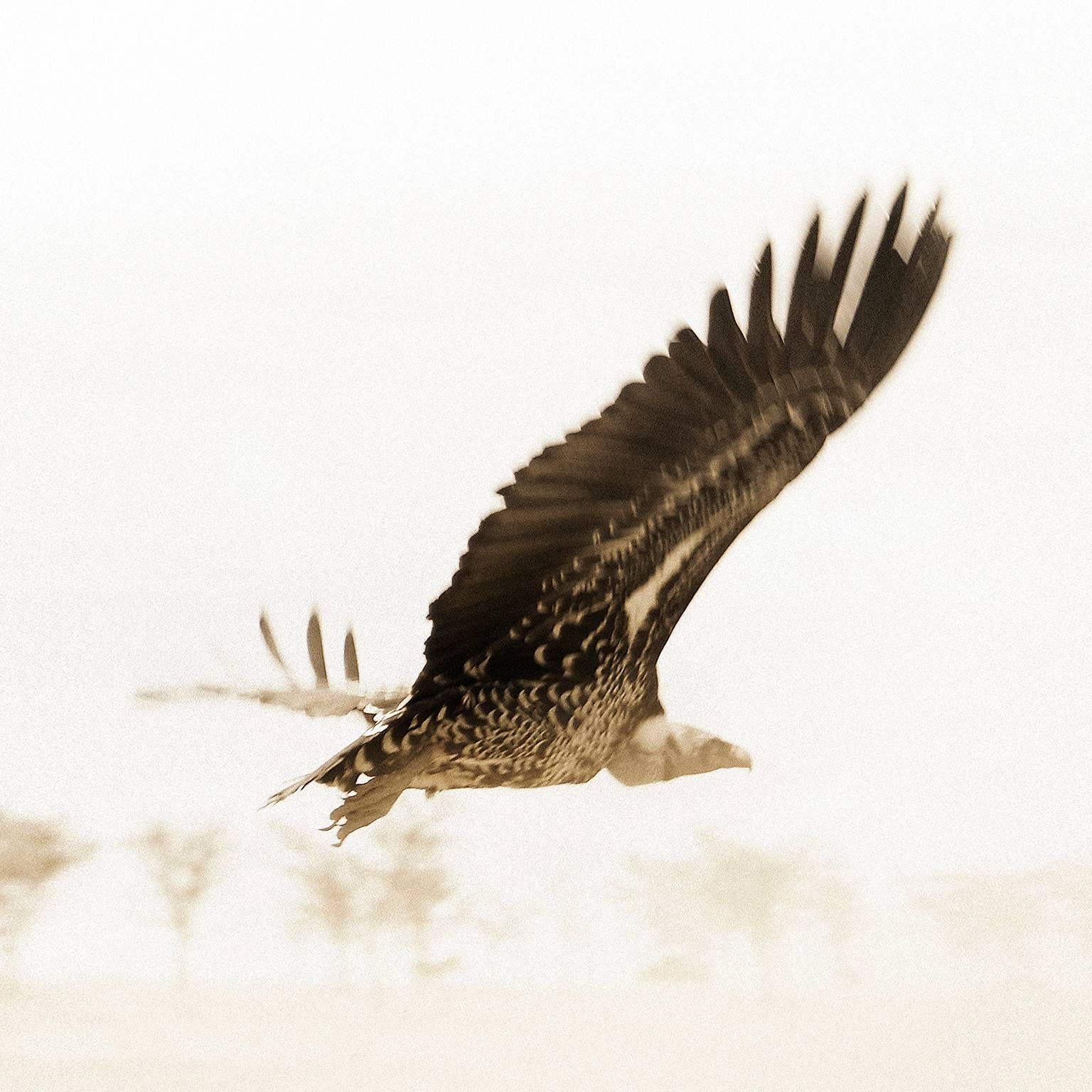 Africa Bird, Tanzania - Photograph by Chris Gordaneer