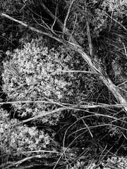 Moss, Snake Island, ON, Canada