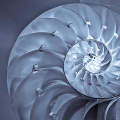 Nautilus Shell