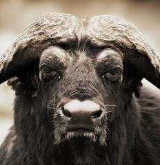 Cape Buffalo