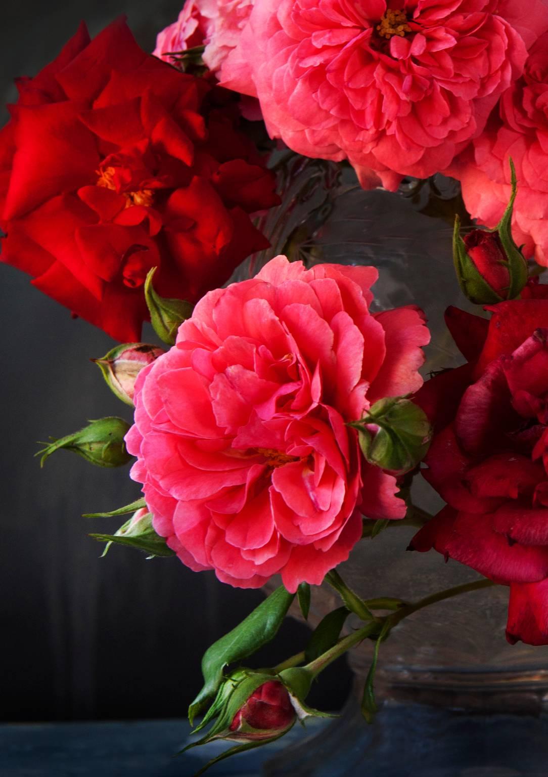 Roses II - Photograph by Ron Baxter Smith