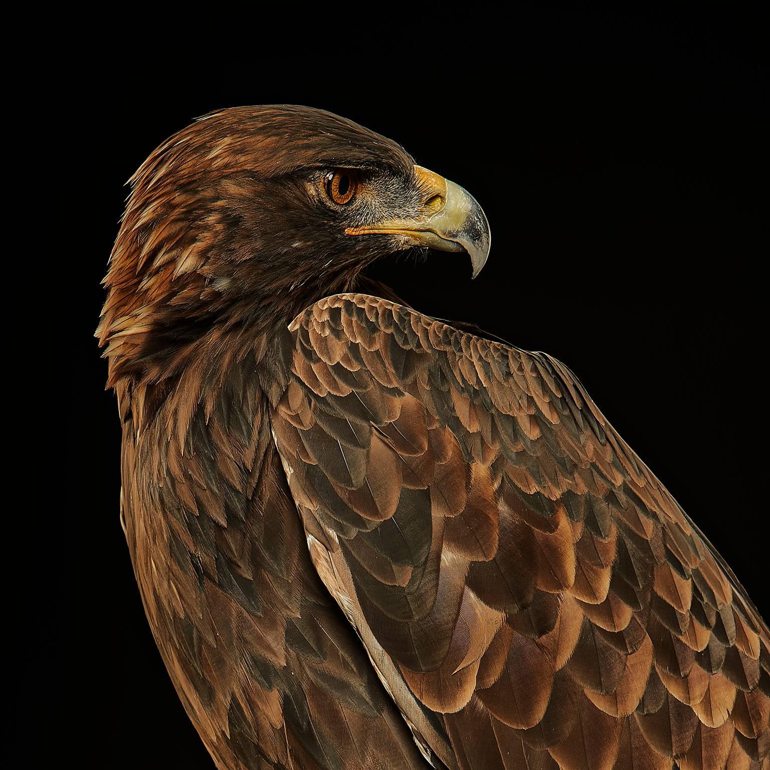 Birds of Prey Golden Eagle No. 22 - Photograph by Chris Gordaneer