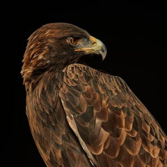 Birds of Prey Golden Eagle No. 22