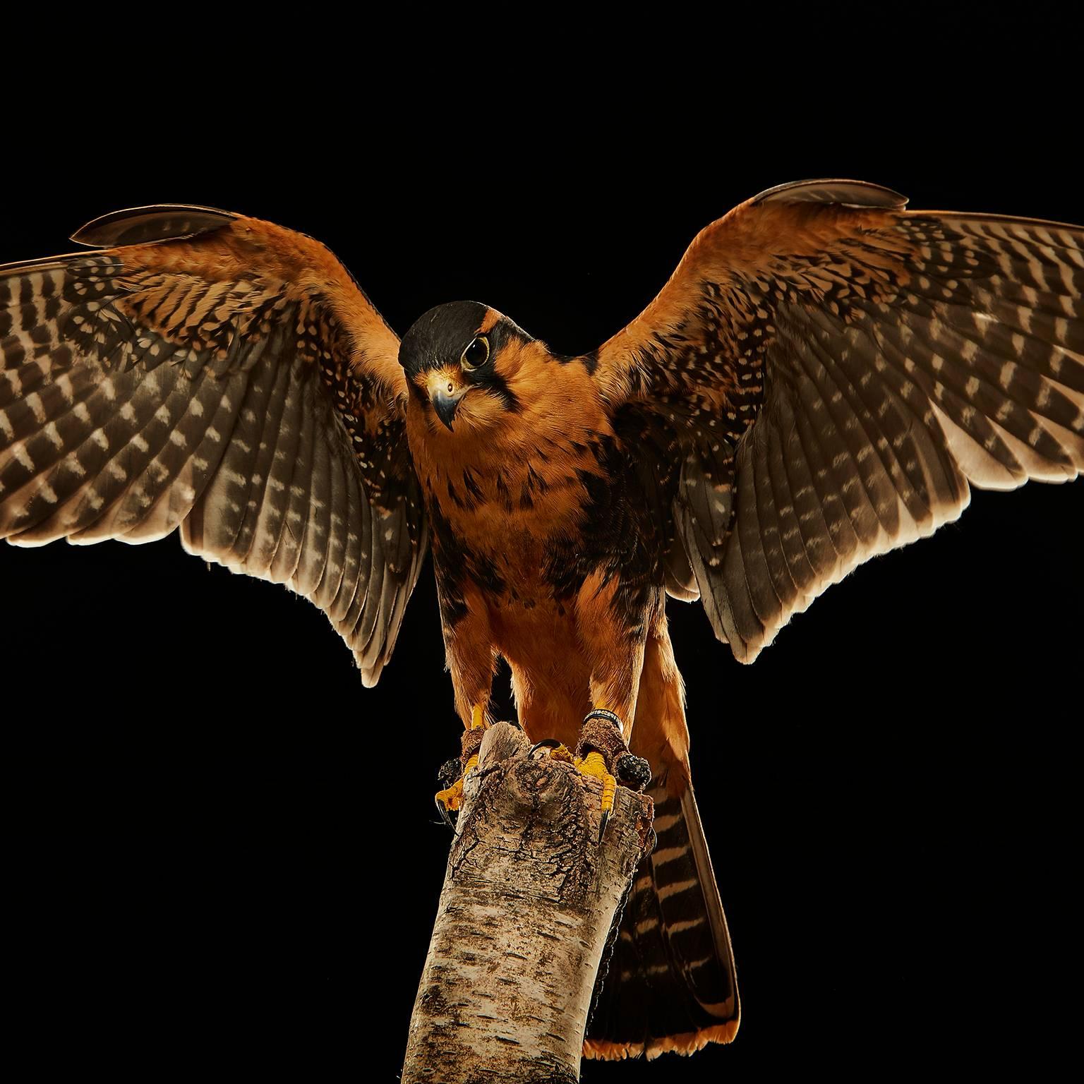 Birds of Prey Aplomado Falcon  No. 6 - Photograph by Chris Gordaneer