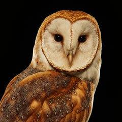 Birds of Prey Barn Owl No. 16