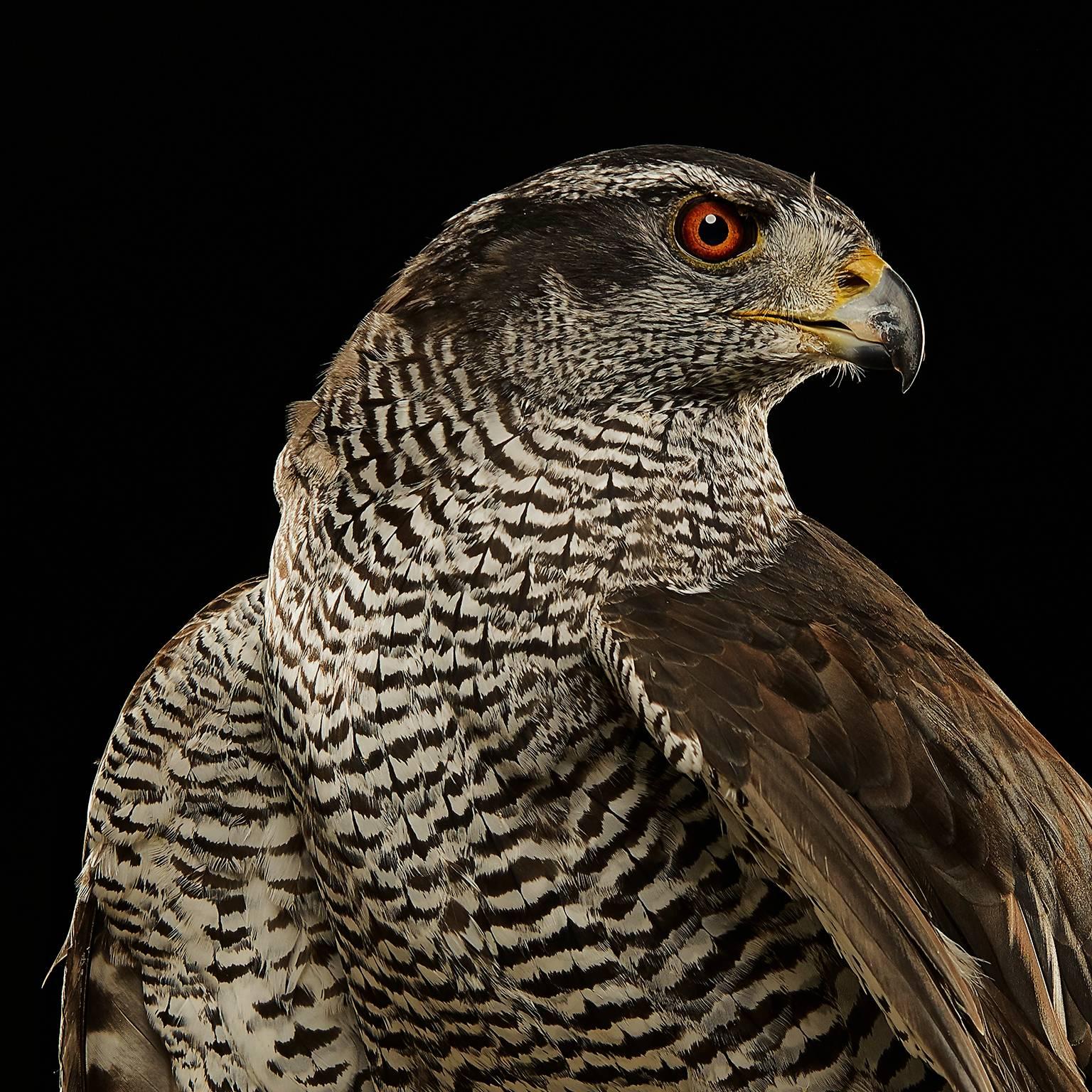 Birds of Prey Northern Goshawk No. 1 - Photograph by Chris Gordaneer