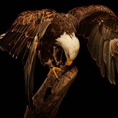 Birds of Prey Bald Eagle No. 18