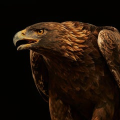Birds of Prey Golden Eagle No. 19