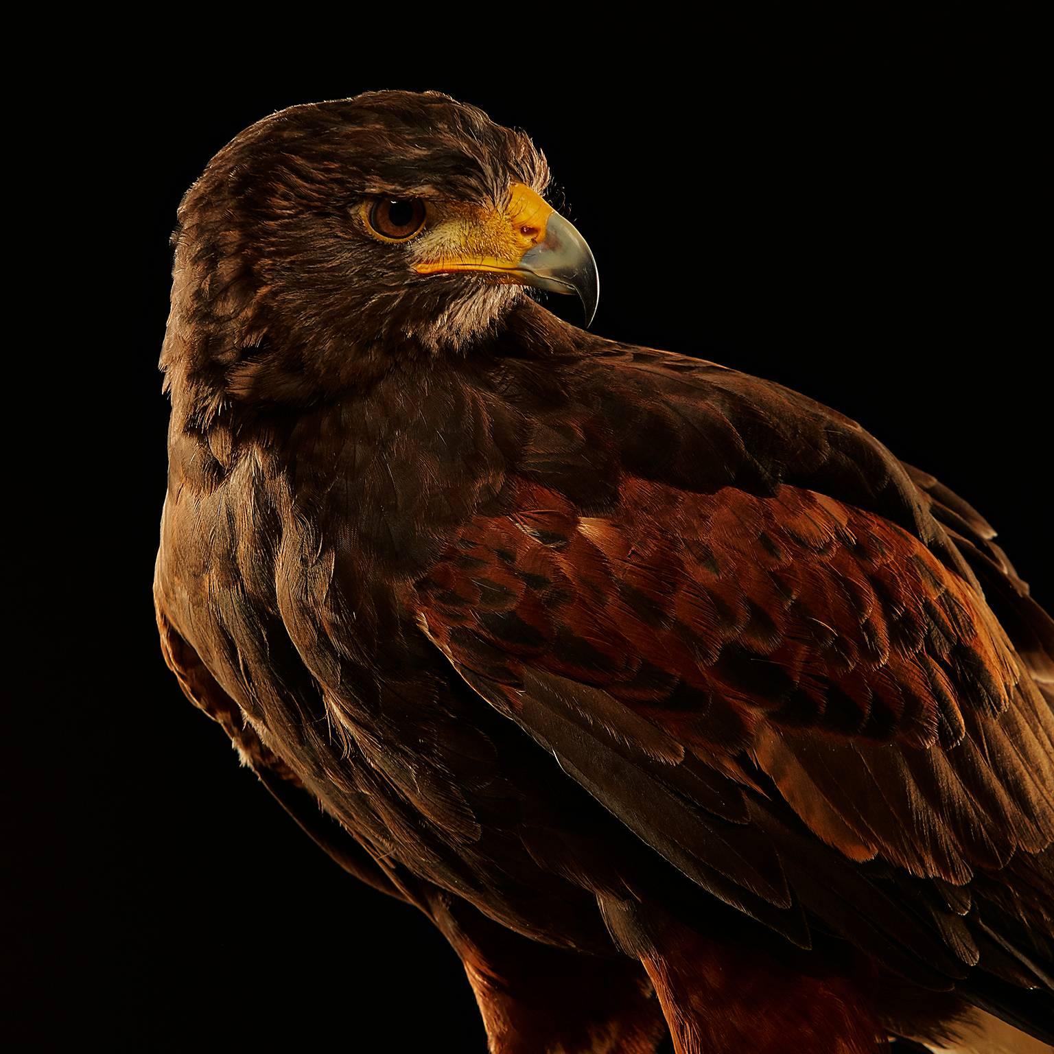 Birds of Prey Harris' Hawk No. 1 - Photograph by Chris Gordaneer