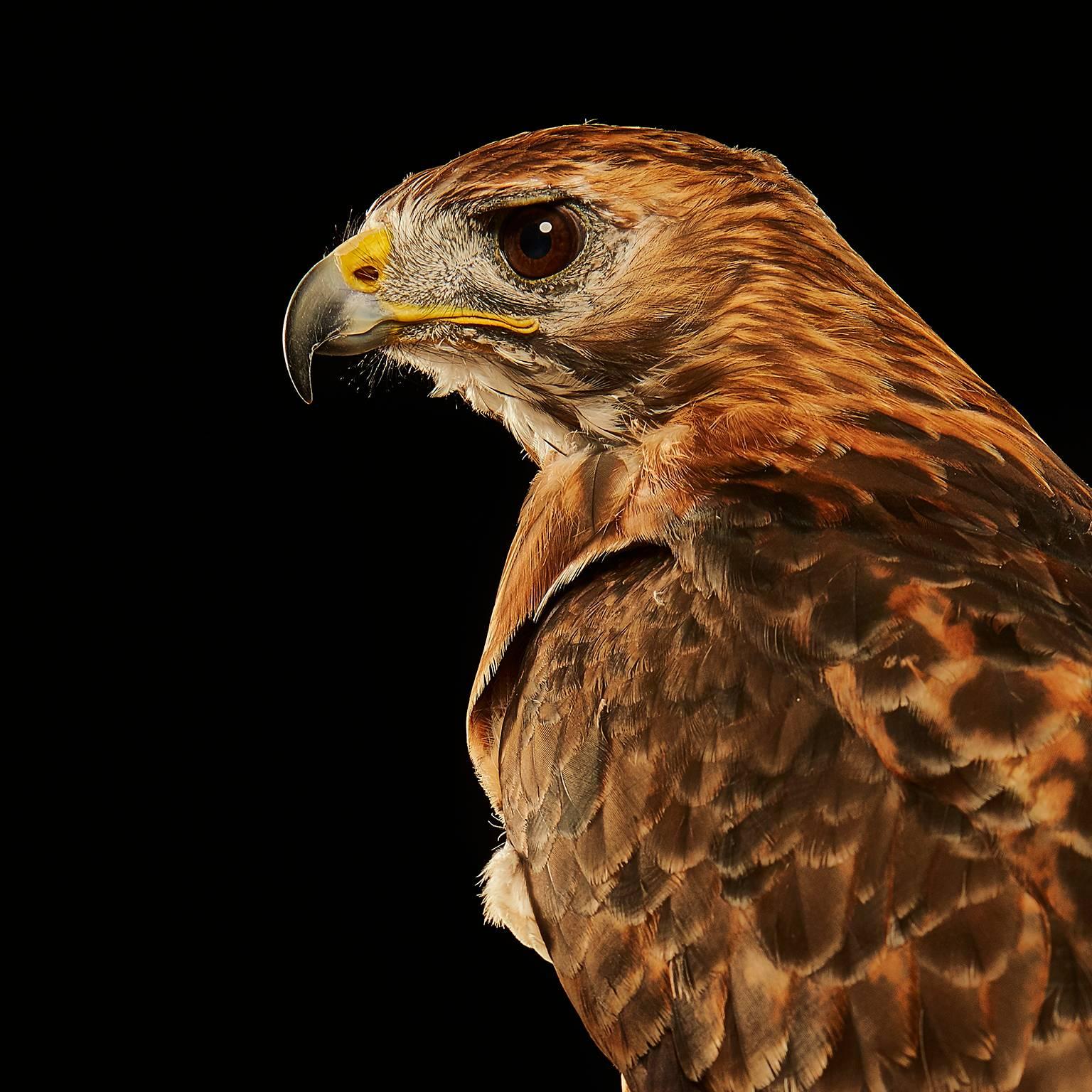 Birds of Prey Red Tailed Hawk No.3 - Photograph by Chris Gordaneer