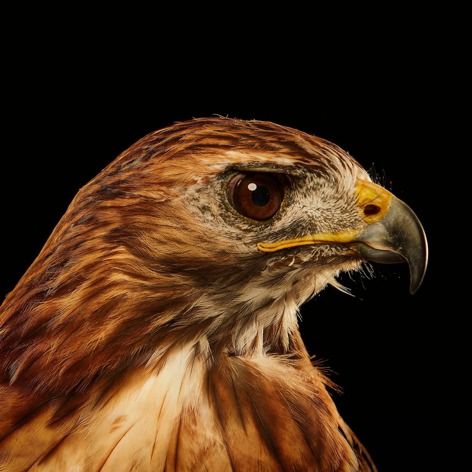 Birds of Prey Red Tailed Hawk No. 4 - Photograph by Chris Gordaneer