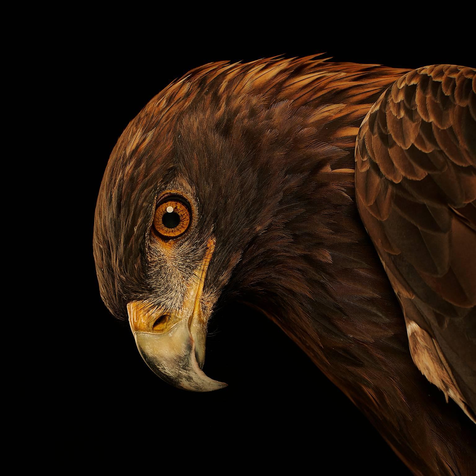 Birds of Prey Golden Eagle No.5 - Photograph by Chris Gordaneer