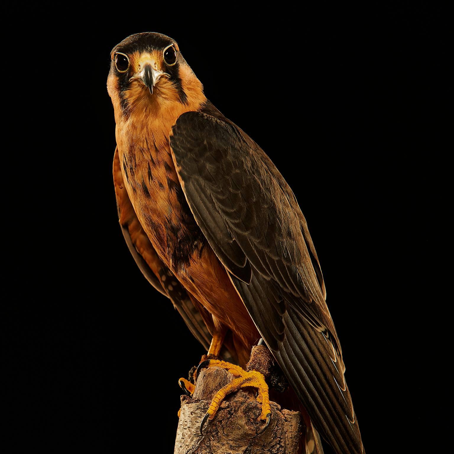 Birds of Prey Aplomado Falcon No. 7 - Photograph by Chris Gordaneer