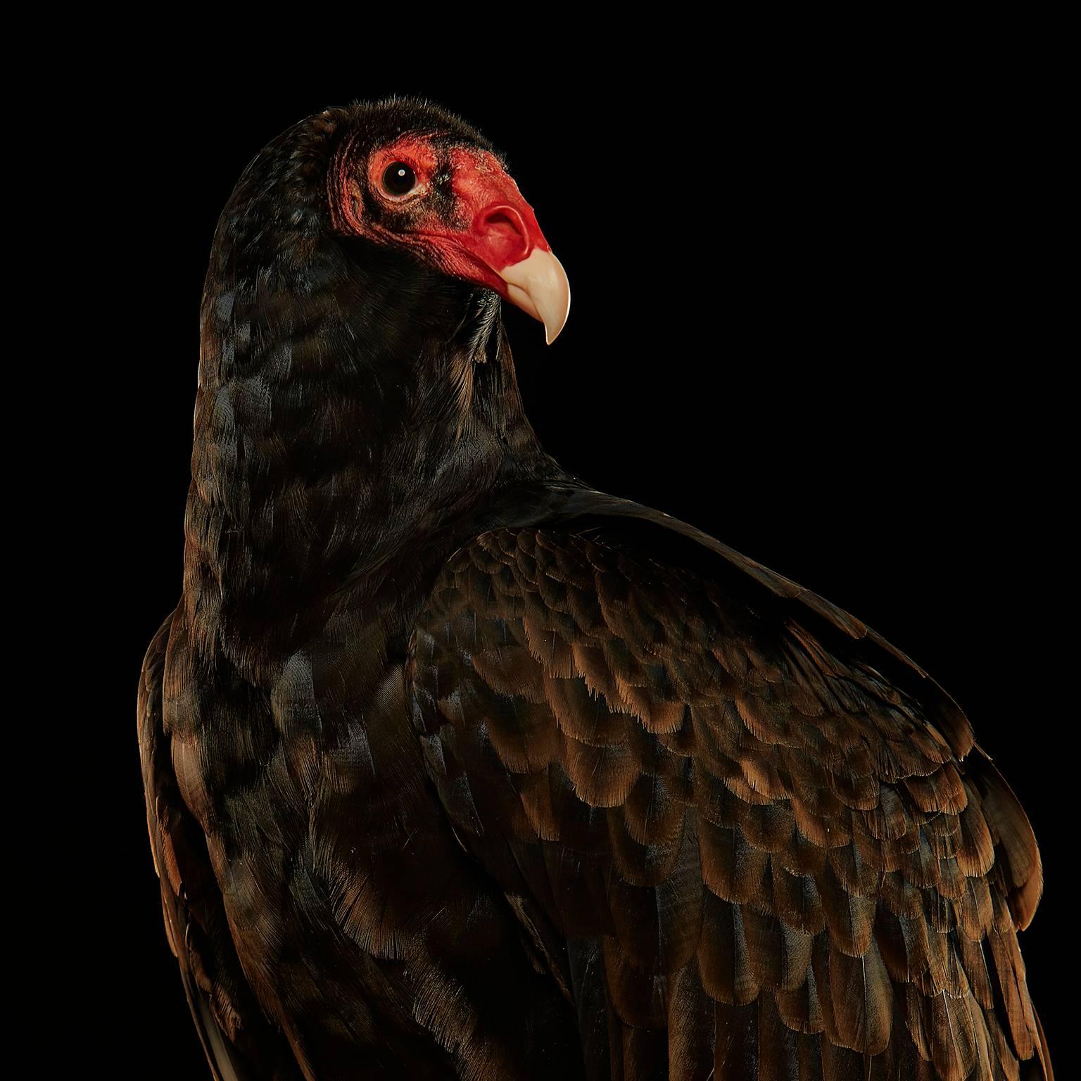 Birds of Prey Turkey Vulture No.8 - Photograph by Chris Gordaneer