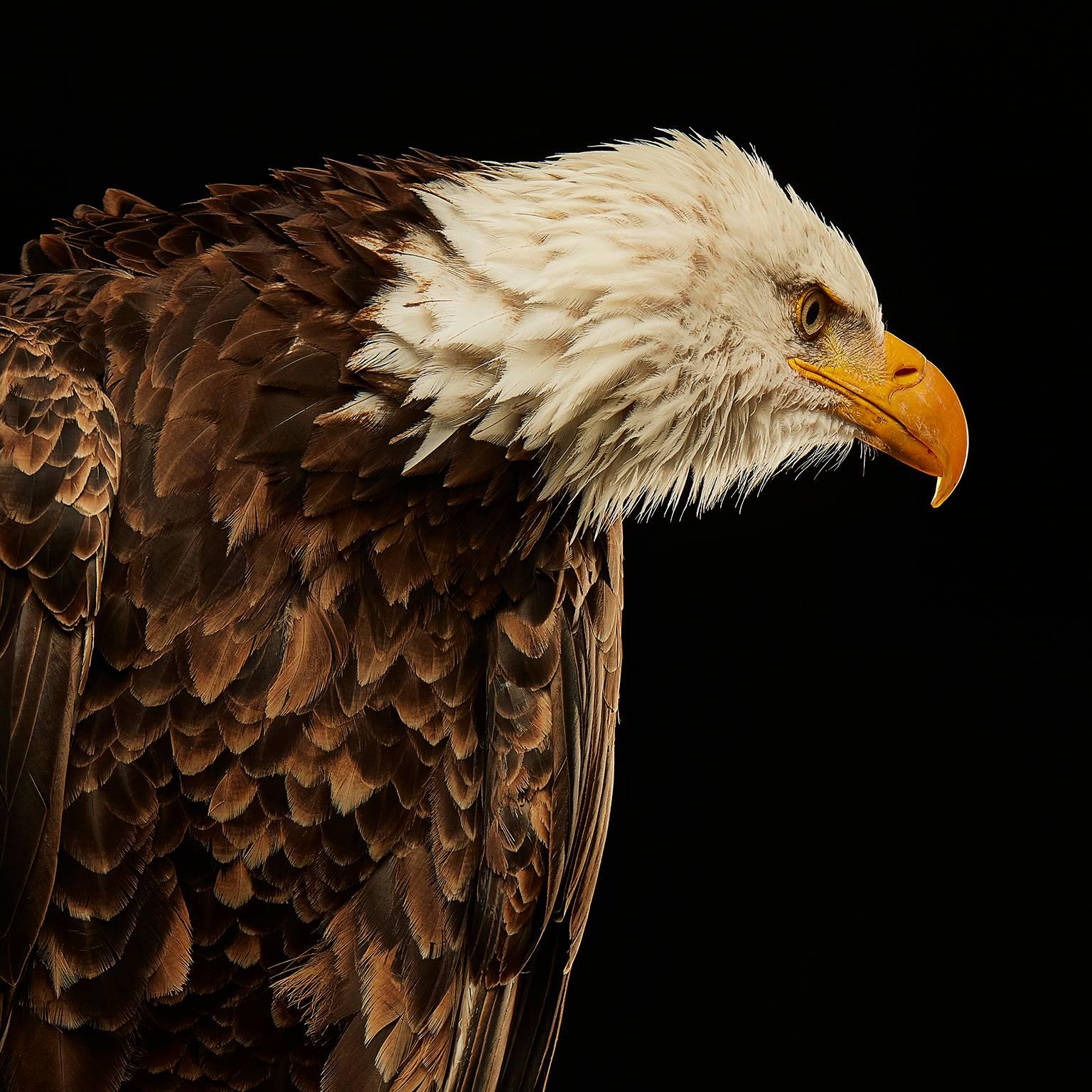 Birds of Prey Bald Eagle No. 17 - Photograph by Chris Gordaneer