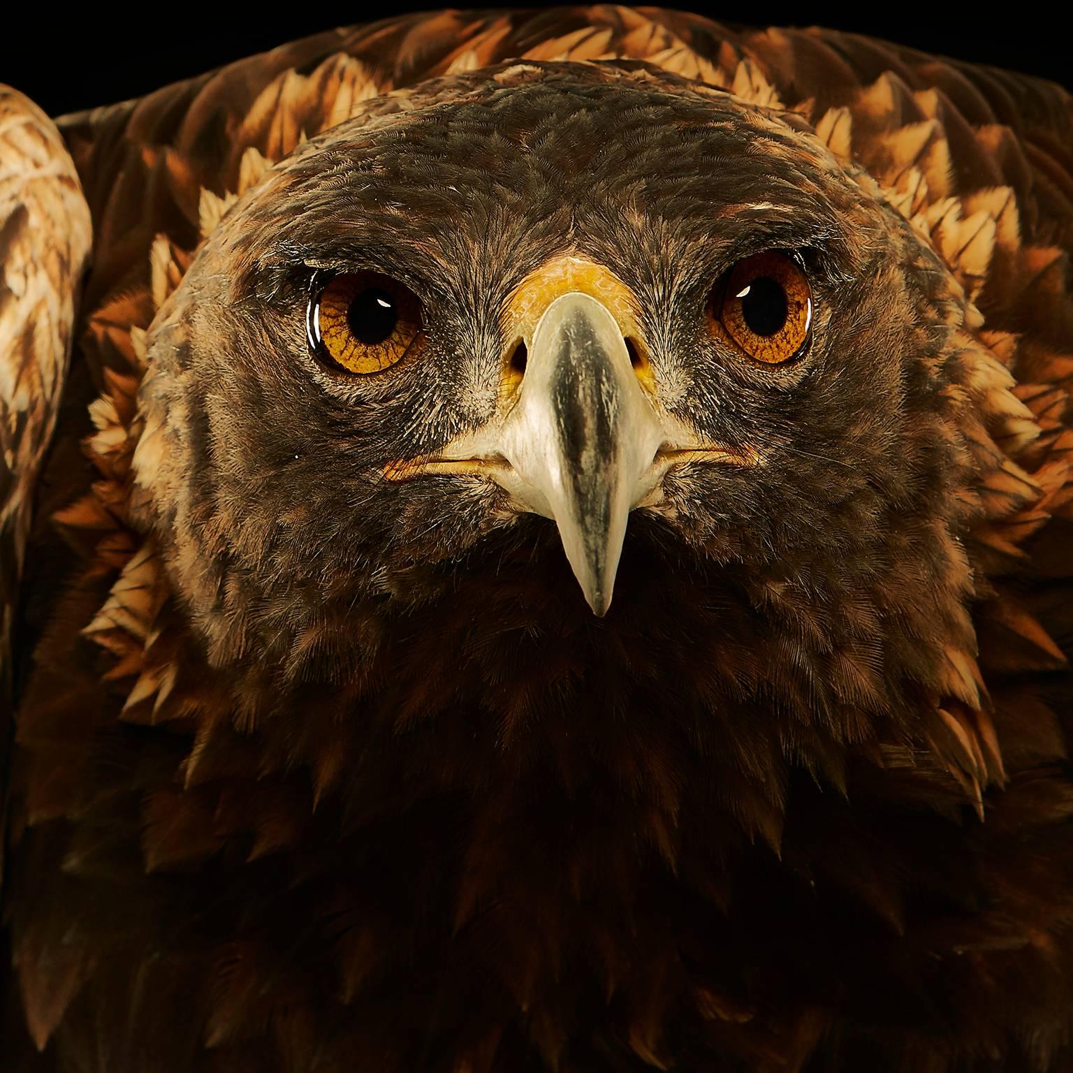 Birds of Prey - Golden Eagle No. 20 - Photograph by Chris Gordaneer