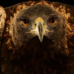 Birds of Prey - Golden Eagle No. 20
