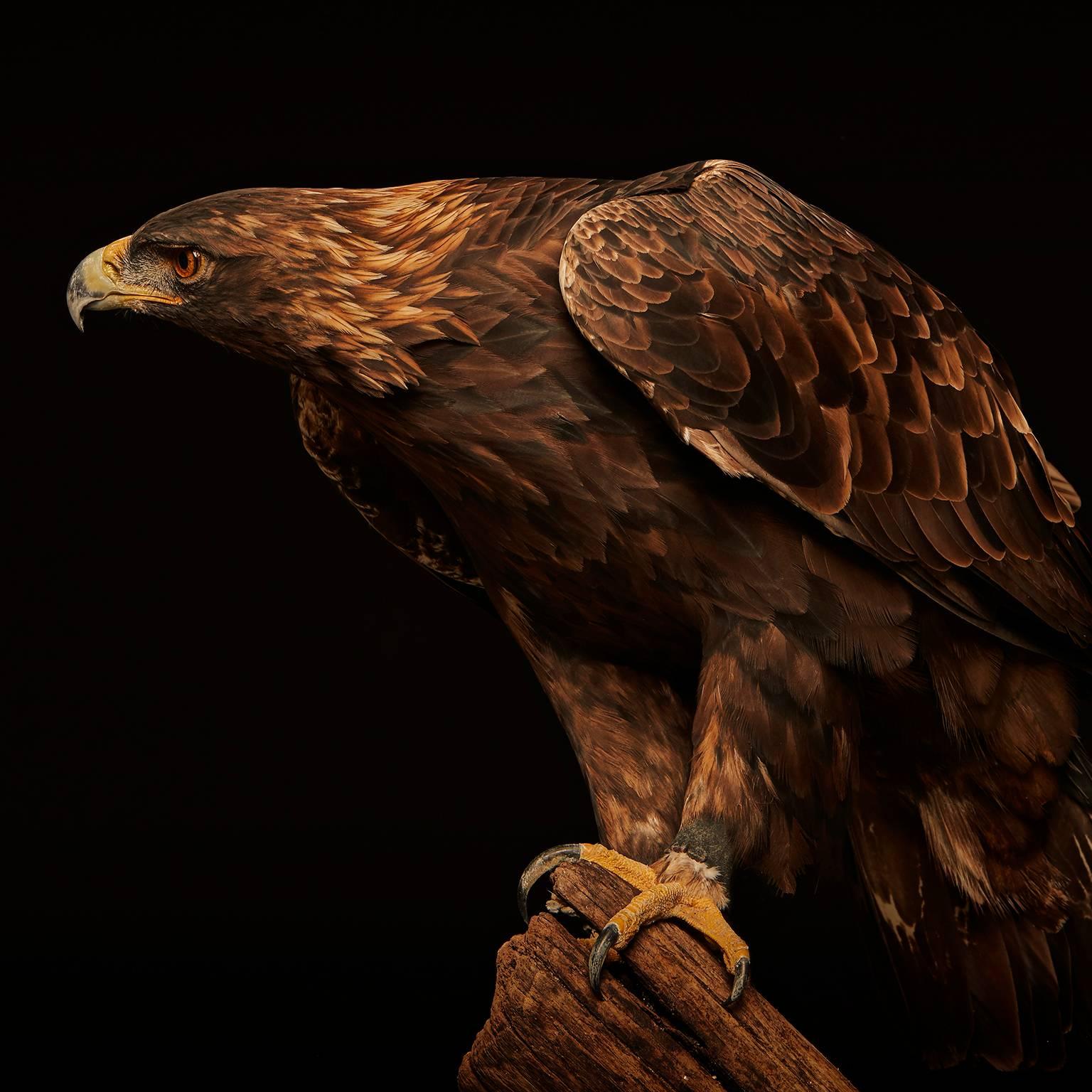 Birds of Prey - Golden Eagle No. 21 - Photograph by Chris Gordaneer