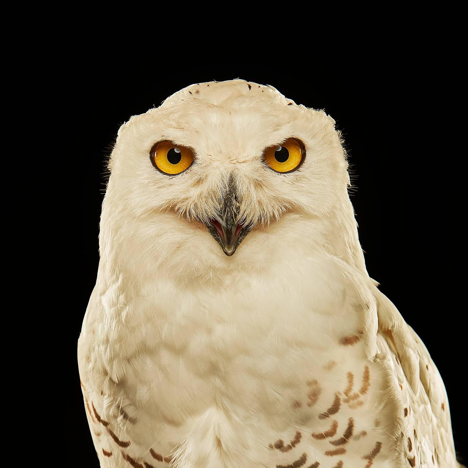 Birds of Prey - Snowy Owl No. 11 - Photograph by Chris Gordaneer