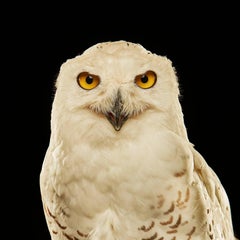Birds of Prey - Snowy Owl No. 11