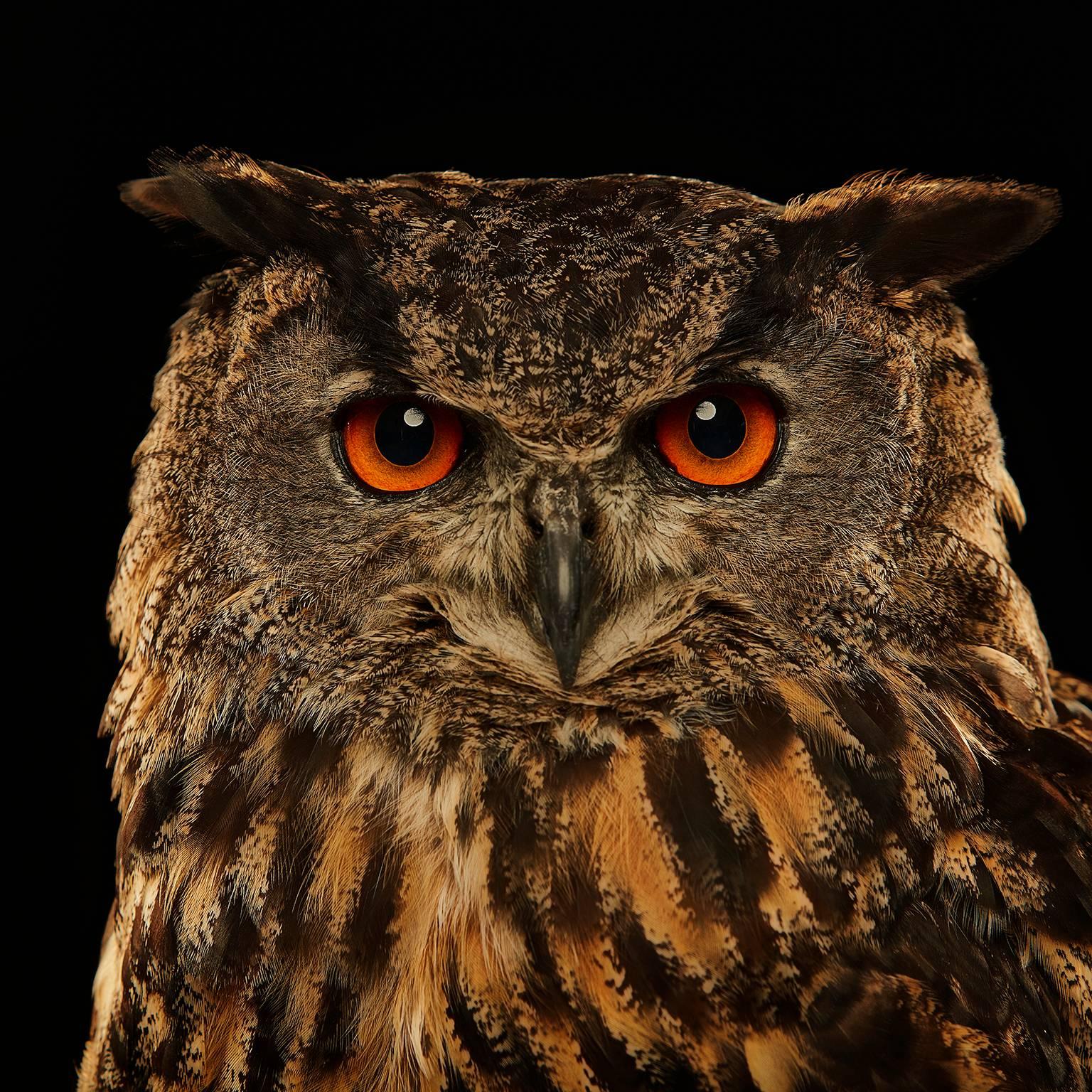 Birds of Prey - Eurasian Eagle Owl No. 13 - Photograph by Chris Gordaneer