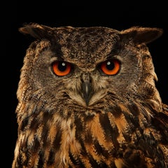 Birds of Prey - Eurasian Eagle Owl No. 13