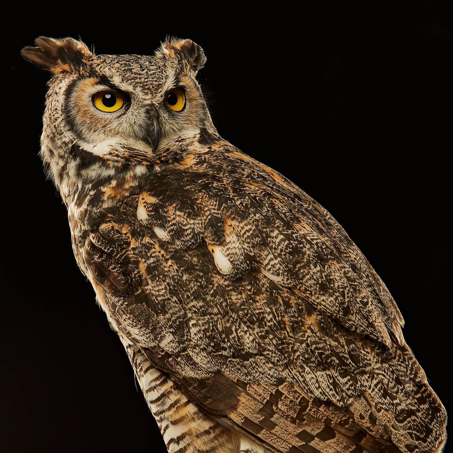 Birds of Prey - Great Horned Owl No. 15 - Photograph by Chris Gordaneer